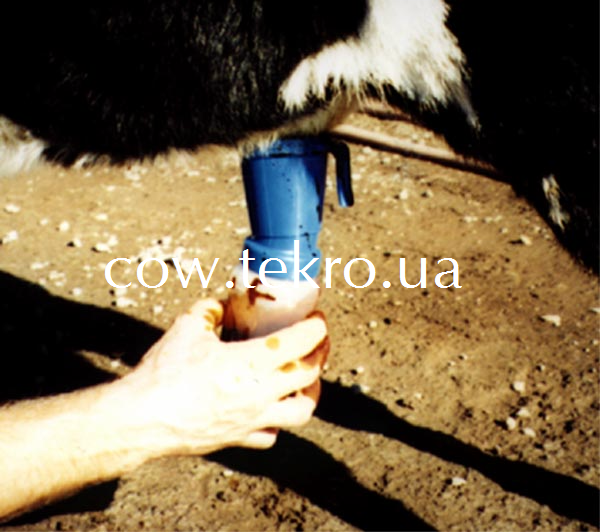 Dezіnfekcіja pupovini novonarodzhenogo teljati