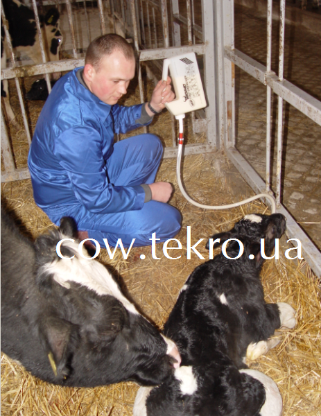 Primusove vipojuvannja moloziva teljatі 