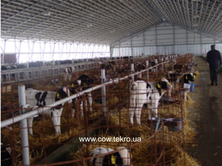 Utrymannya telyat v prymishhenni