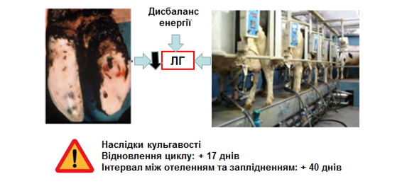 Kulhavist vyklykaie defitsyt LH 8