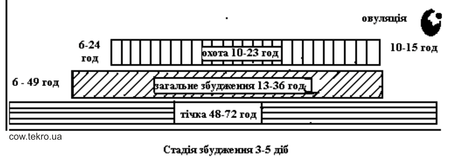 Trivalіst fenomenіv stadії zbudzhennja statevogo ciklu