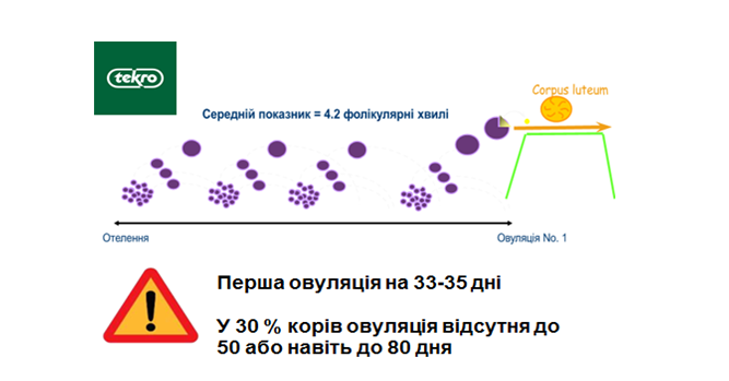 Vidnovlennia mekhanizmiv ovuliatsii 2