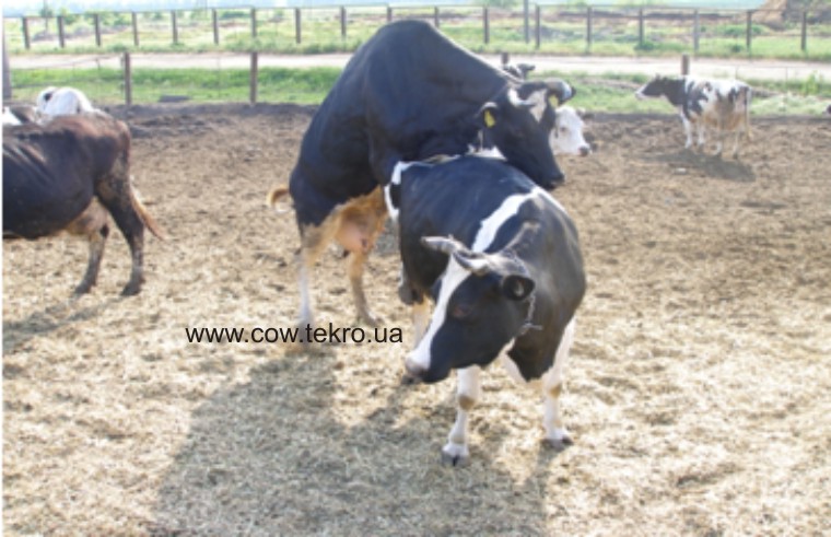 refleksu neruxomosti