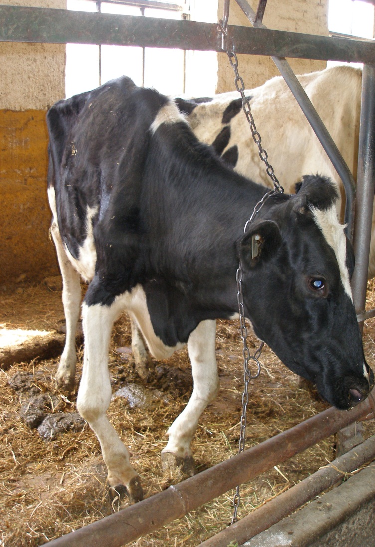 Korova za nestachі mіkro ta makroelementіv