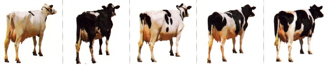 Stan vgodovanostі korіv