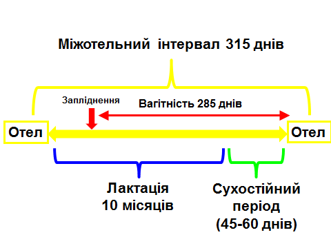 Trivalіst mіzhotelnogo іntervalu
