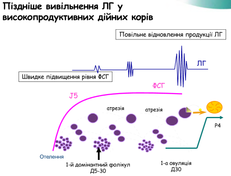 Vіdnovlennja rіvnja LG v krovі korіv