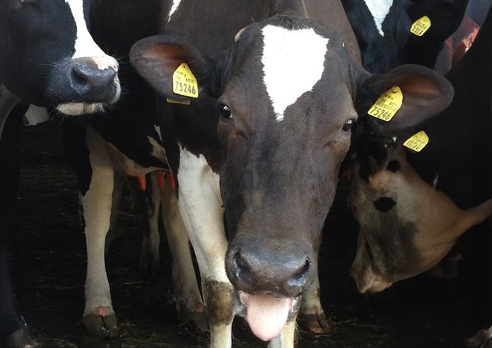 cow