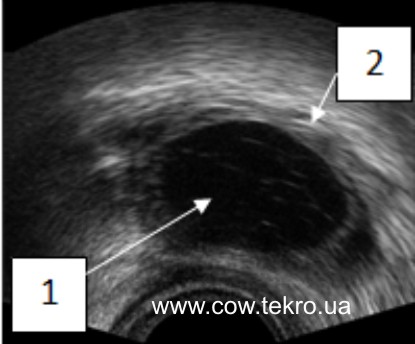 Exograma folikulyarnoyi kisty yayechnyka korovy