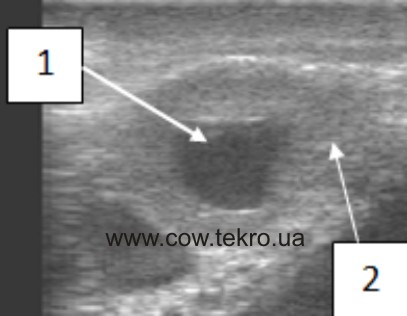 Exograma lyutealnoyi kisty yayechnyka korovy