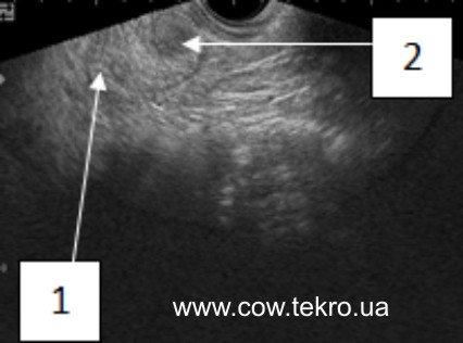 Exograma yayechnyka korovy z persystentnym zhovtym tilom