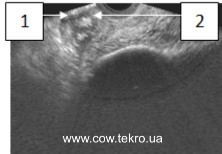 Exograma yayechnyka korovy za sklerozu