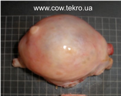 Makrokartyna folikulyarnoyi kisty yayechnyka korovy