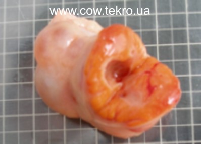 Makrokartyna yayechnyka korovy z lyutealnoyu kistoyu