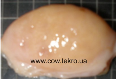 Makrokartyna yayechnyka korovy za gipofunkciyi