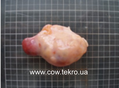 Makrokartyna yayechnyka korovy za persytenciyi zhovtogo tila