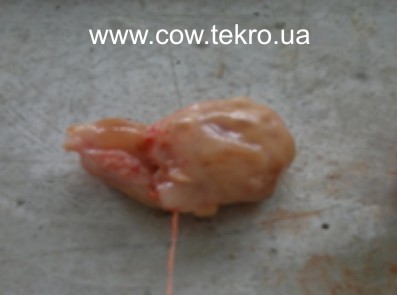 Makrokartyna yayechnyka korovy za sklerozu