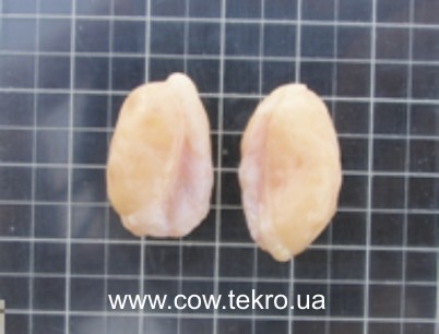 Makrokartyna yayechnykiv korovy za gipotrofiyi