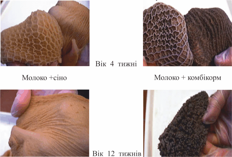 Розвиток сосочків рубця