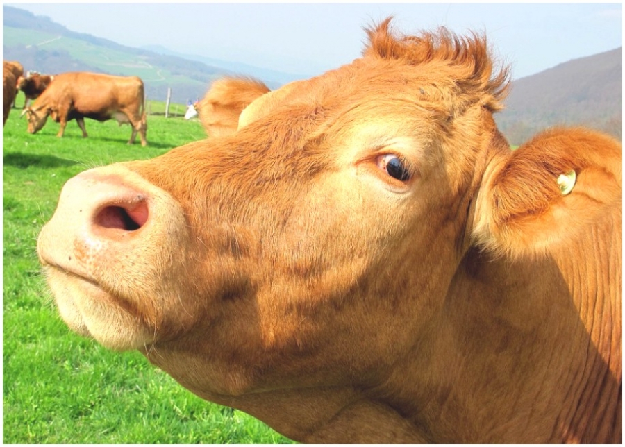 ВИЯВЛЕННЯ ОПТИМАЛЬНОГО ЧАСУ ОСІМЕНІННЯ