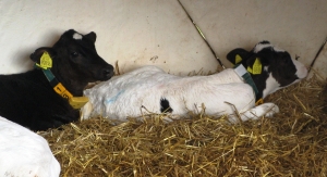 ОЦІНКА НОВОНАРОДЖЕНИХ