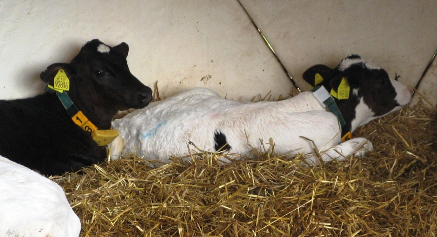 ОЦІНКА НОВОНАРОДЖЕНИХ