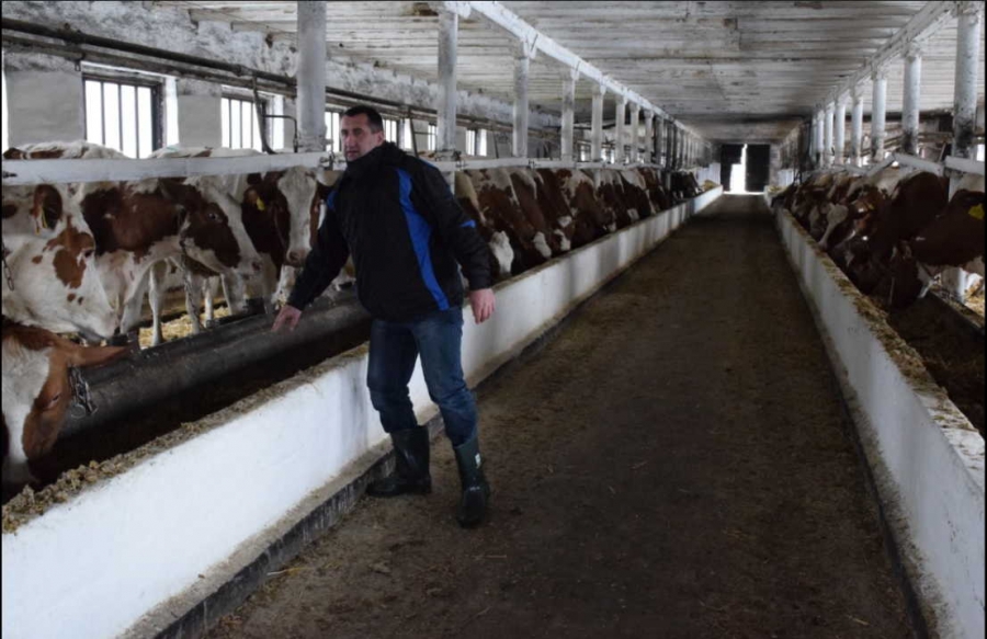 БІЛКОВО-ЕНЕРГЕТИЧНЕ ЖИВЛЕННЯ КОРІВ: ПРОСТО ПРО СКЛАДНЕ