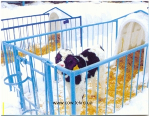 УТРИМАННЯ ТЕЛЯТ