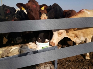 ВІТАМІННО-МІНЕРАЛЬНИЙ БАЛАНС РАЦІОНУ ВЕЛИКОЇ РОГАТОЇ ХУДОБИ &ndash; ШЛЯХИ ЗАБЕЗПЕЧЕННЯ