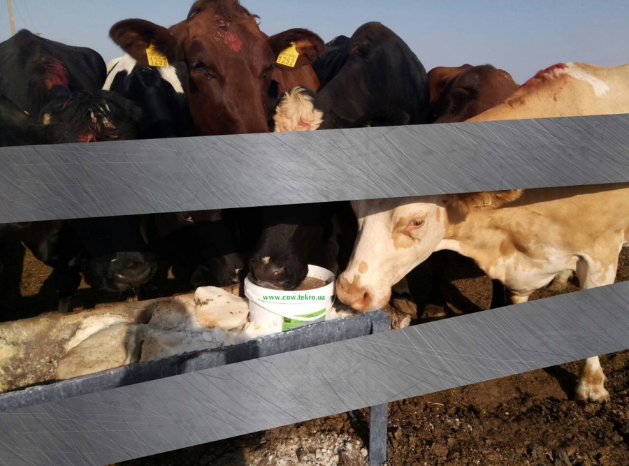 ВІТАМІННО-МІНЕРАЛЬНИЙ БАЛАНС РАЦІОНУ ВЕЛИКОЇ РОГАТОЇ ХУДОБИ &ndash; ШЛЯХИ ЗАБЕЗПЕЧЕННЯ