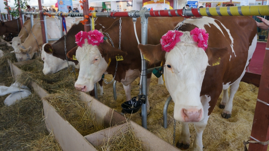ОСОБЛИВОСТІ СТАТЕВОЇ ЦИКЛІЧНОСТІ У КОРІВ