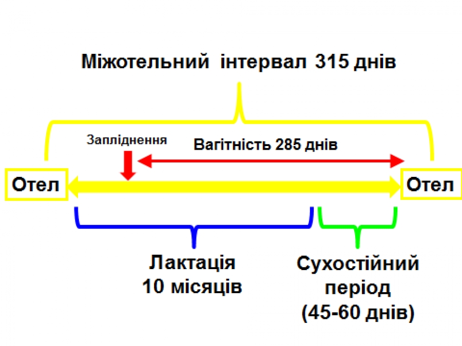 ВІДТВОРЕННЯ І ГОДІВЛЯ
