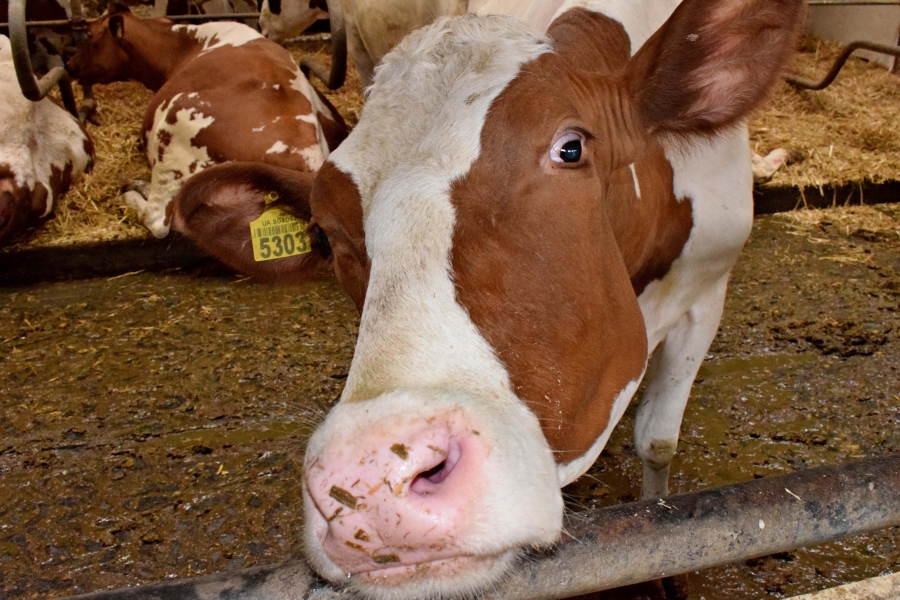 УПРАВЛІННЯ РАЦІОНАМИ &ndash; КЛЮЧ ДО ЕФЕКТИВНОЇ ГОДІВЛІ КОРІВ