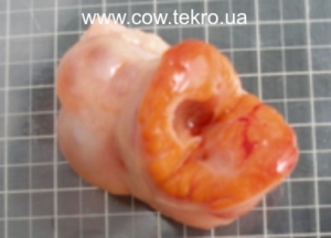 ПАТОЛОГІЯ ЯЄЧНИКІВ У КОРІВ