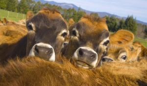 Годівля телят