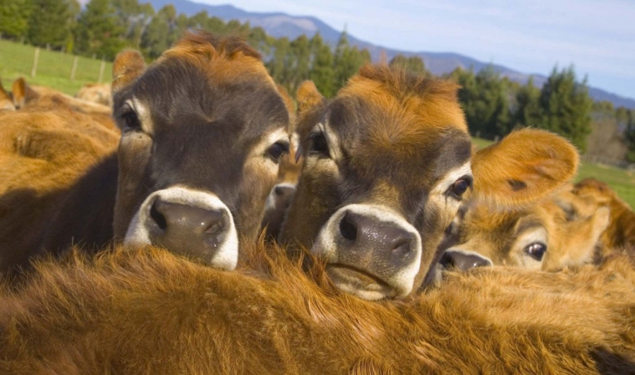 Годівля телят