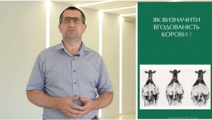 Контроль вгодованості корів