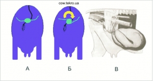 РОДОДОПОМОГА ЗА СКРУЧУВАННЯ МАТКИ У КОРІВ