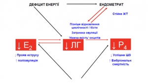 ГОРМОНАЛЬНІ БУРІ У КОРІВ
