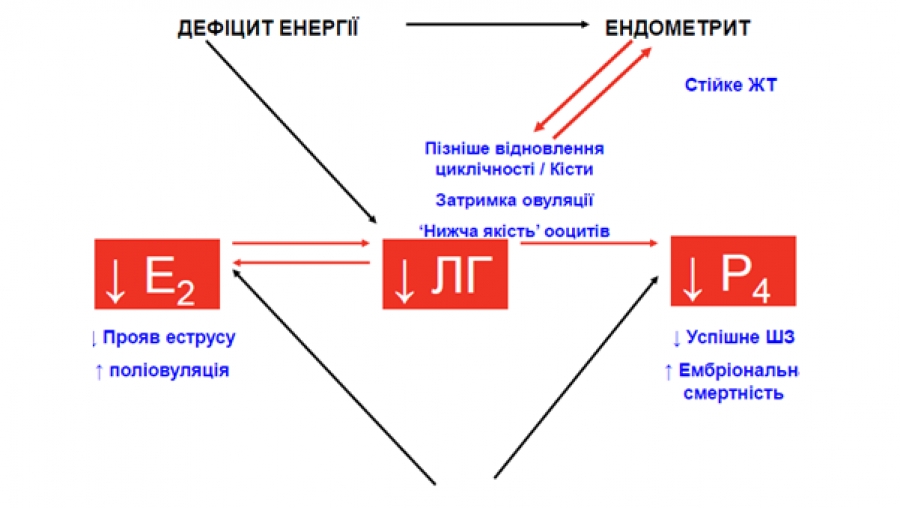 ГОРМОНАЛЬНІ БУРІ У КОРІВ