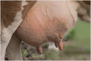 ПРОФІЛАКТИКА МАСТИТУ В КОРІВ