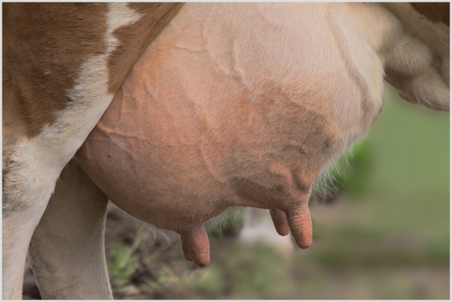 ПРОФІЛАКТИКА МАСТИТУ В КОРІВ
