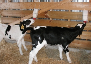 ЗАМІННИКИ МОЛОКА &ndash; ЗДЕШЕВЛЕННЯ ЧИ ПІДВИЩЕННЯ ЕФЕКТИВНОСТІ ВИРОЩУВАННЯ МОЛОДНЯКУ?