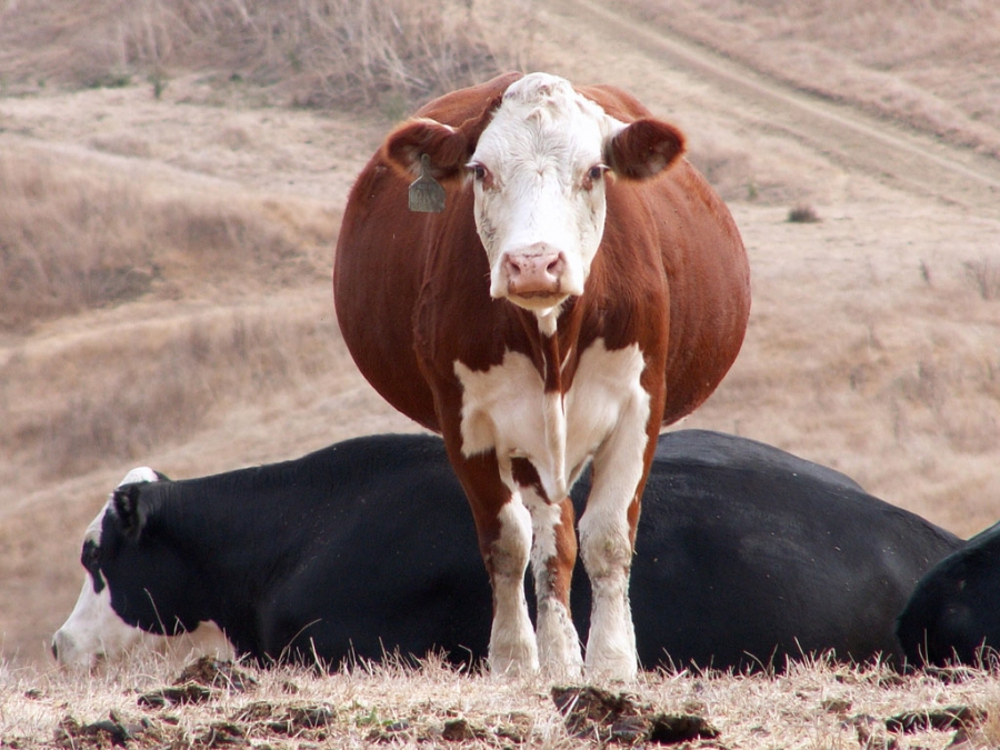 НЕЙРОГУМОРАЛЬНА РЕГУЛЯЦІЯ ВІДТВОРНОЇ ФУНКЦІЇ