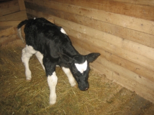 ПРАВИЛА ПРИЙОМУ НОВОНАРОДЖЕНИХ