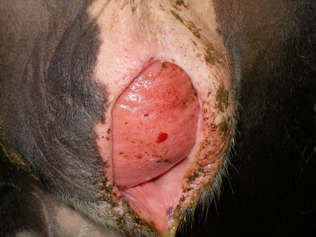 ВИВОРІТ ПІХВИ У КОРІВ