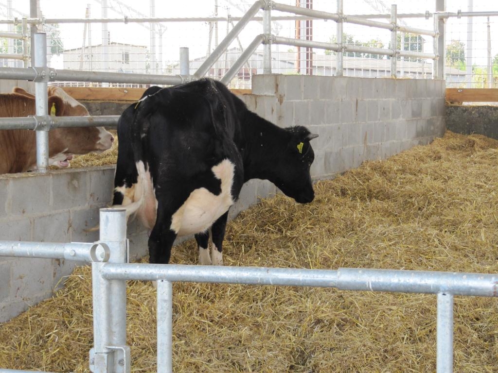 ЗАТРИМАННЯ ПОСЛІДУ В КОРІВ